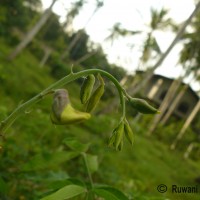 Crotalaria laburnifolia L.